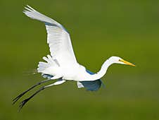 A Great Egret In Flight Stretched Out Stock Photos