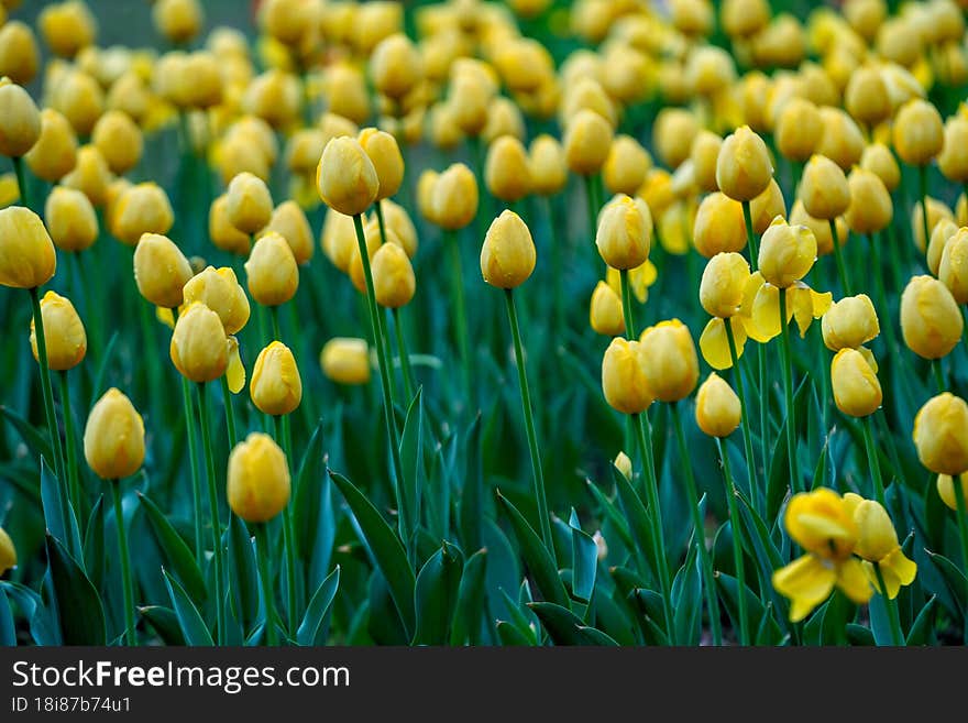 Tulips growing in the park