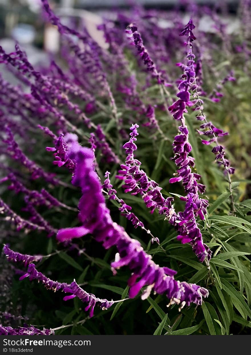 Purple road flowers blooming in summer