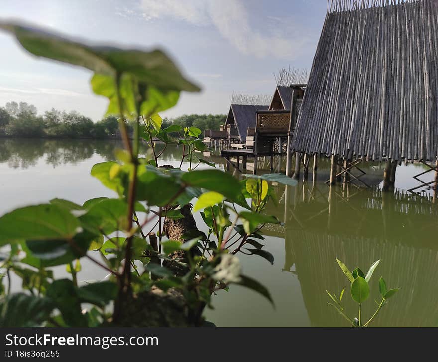 Nature Lanscape Green Water Garden