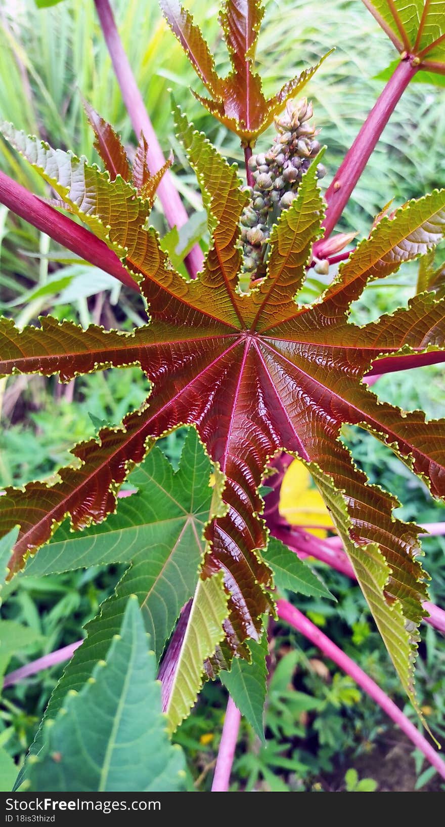 nature herb red leaf background
