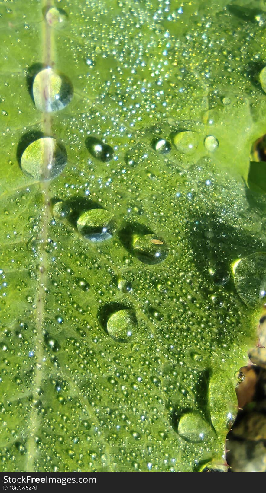 nature morning leaf dew,tropical leaf texture