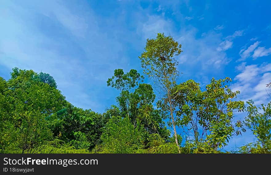 View of a few of plant in the rainforest.