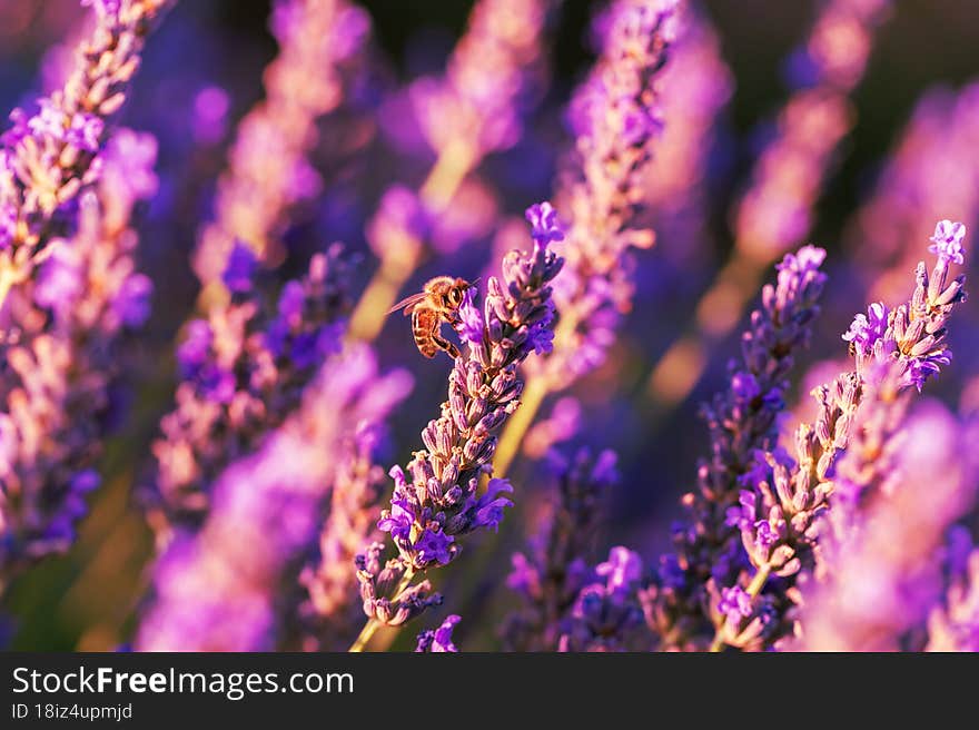 Beautiful lavender stems. A bee is sitting on lavender.