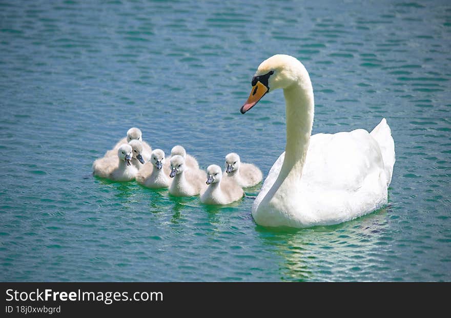 White swan and its chicks on the lake. White swan and its chicks on the lake.
