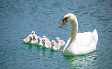 White Swan And Its Chicks. Stock Photography