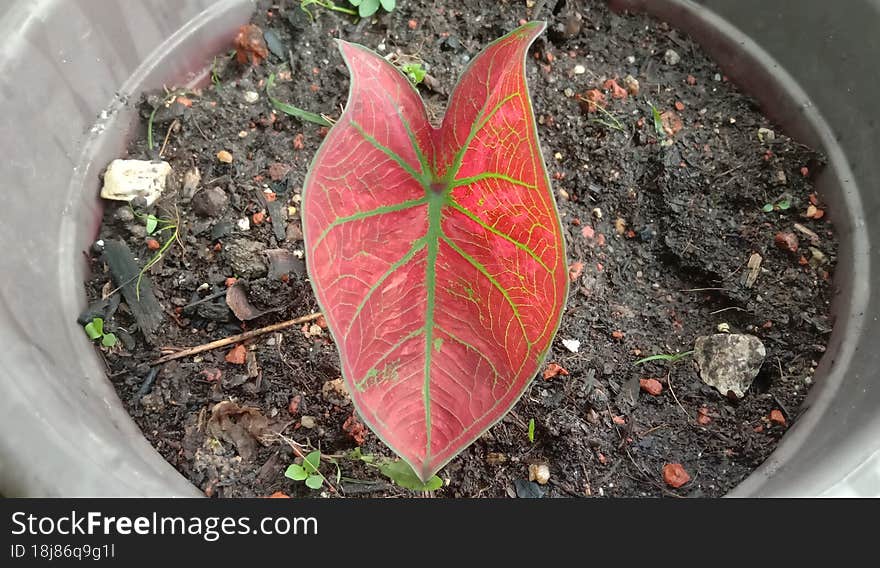 Red caladium in the vase.