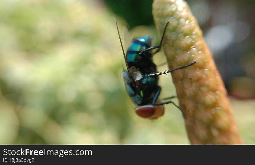 Close up shot of fly.