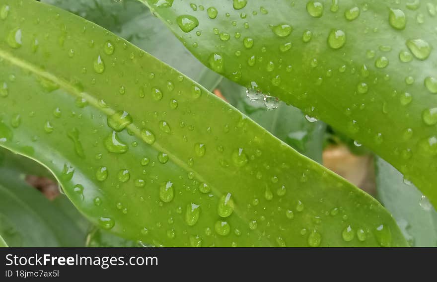 View Of Water Drop On Leaf.