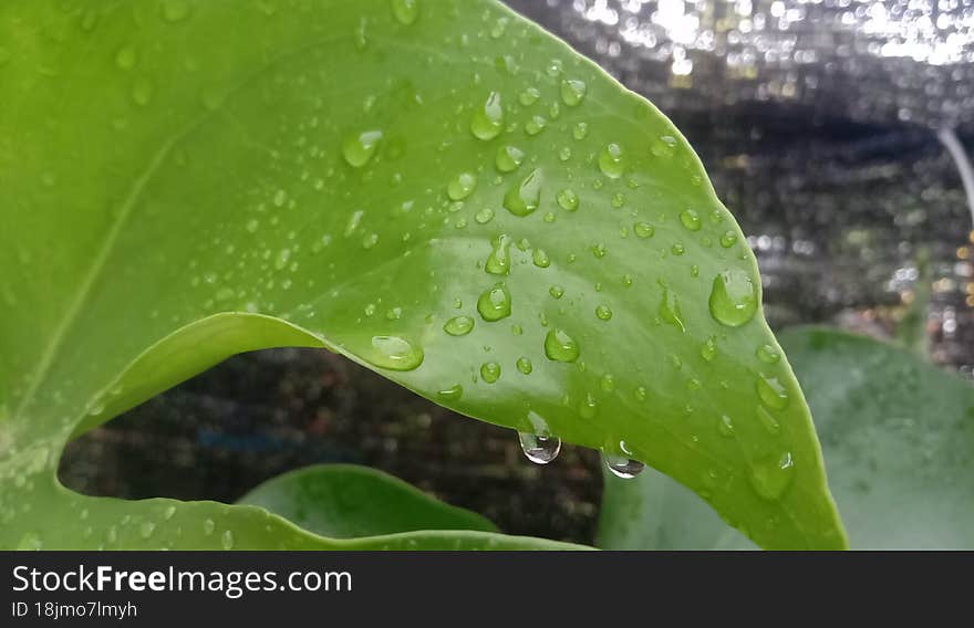 View of water drop on leaf.