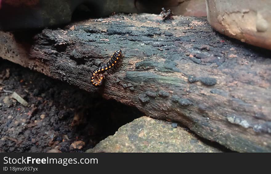 View Of Black Millipedes.