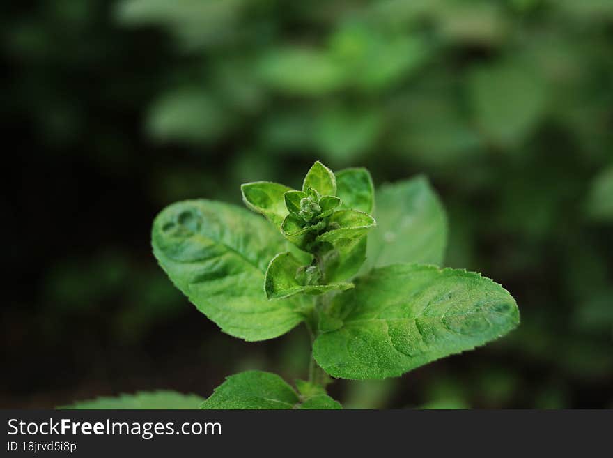 Mint is an aromatic mint plant are used as culinary herbs, or for tee. Beautiful bright green mint in the summer garden.