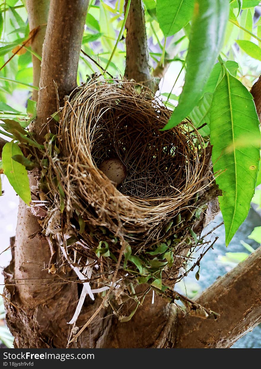 Nest With A Small Egg Laid By A Black Hair Bird Commonly See In And Around Sri-Lankan Home Gardens..