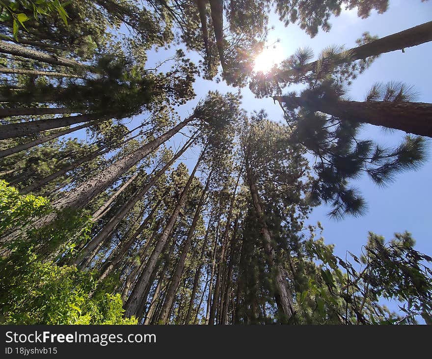 Shining noon sun visible through the underneath of tall ponderosa trees in an estate located at hill country, Sri Lanka.