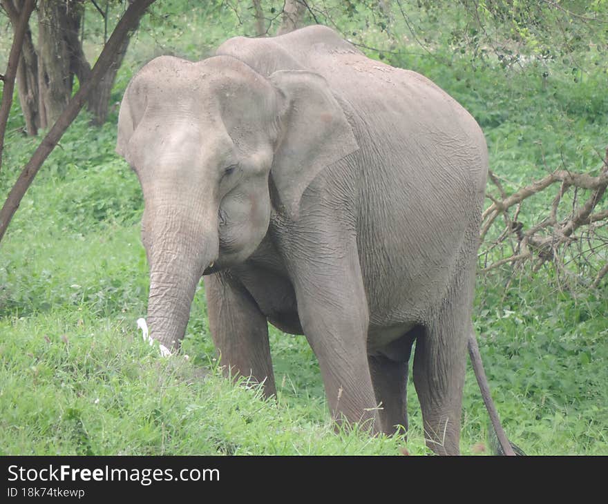 Sri Lankan Elephant With Tusks - Isolated