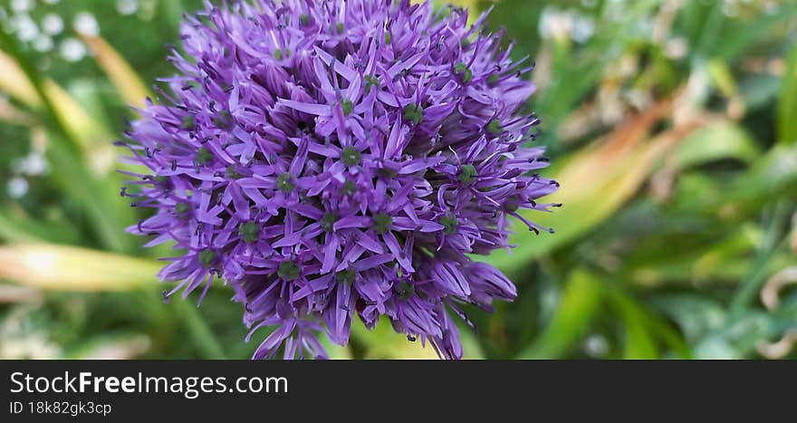 Echinops is a genus of about 120 species of flowering plants in the family Asteraceae, commonly known as globe thistles. They have spiny foliage and produce blue or white spherical flower heads. They are native to Europe, east to central Asia, and south to the mountains of tropical Africa.