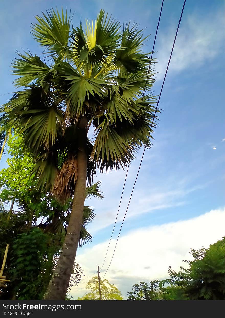 Single Plum Tree With Sky View