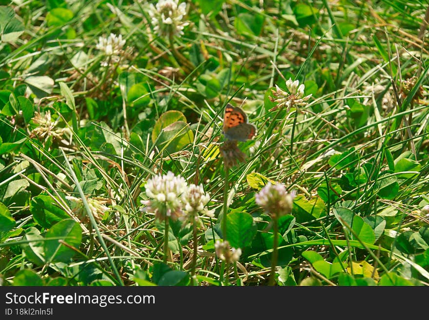 LITTLE TINY ORANGE BUTTERFLY.. MONARCH