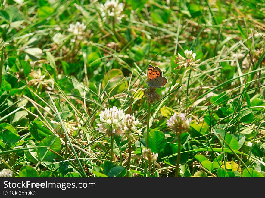 LITTLE TINY ORANGE BUTTERFLY.. MONARCH