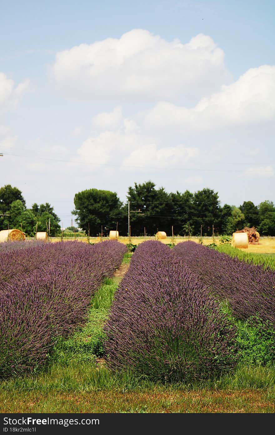 CAMPO DI LAVANDA IN FIORE