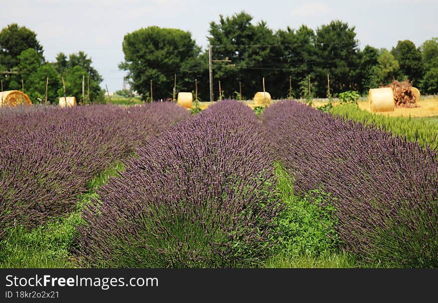 CAMPO DI LAVANDA IN FIORE