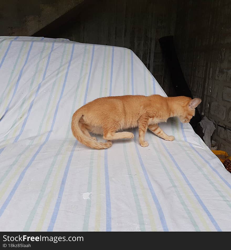 Cute cat on the bonnet