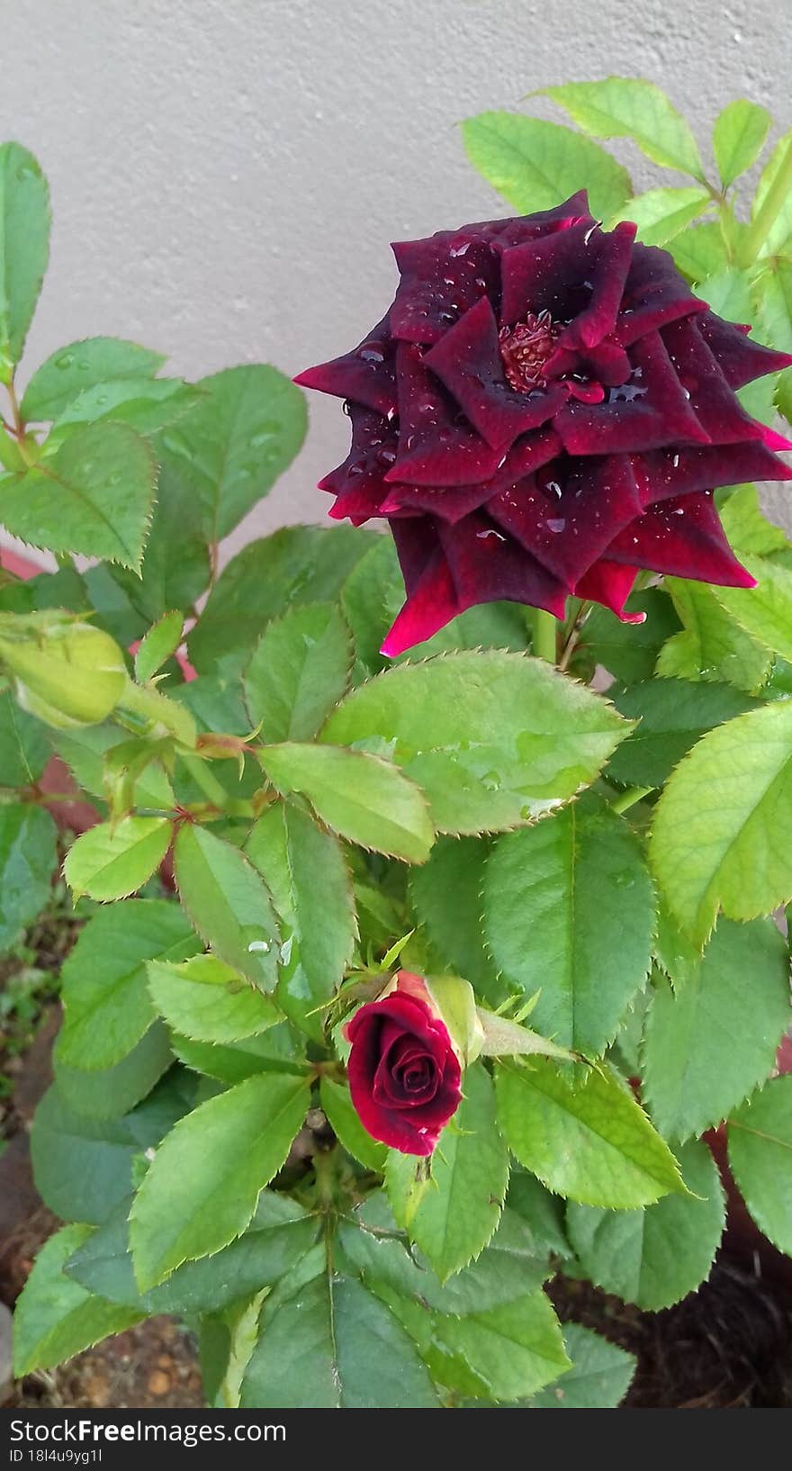 Ared rose on a rose plant