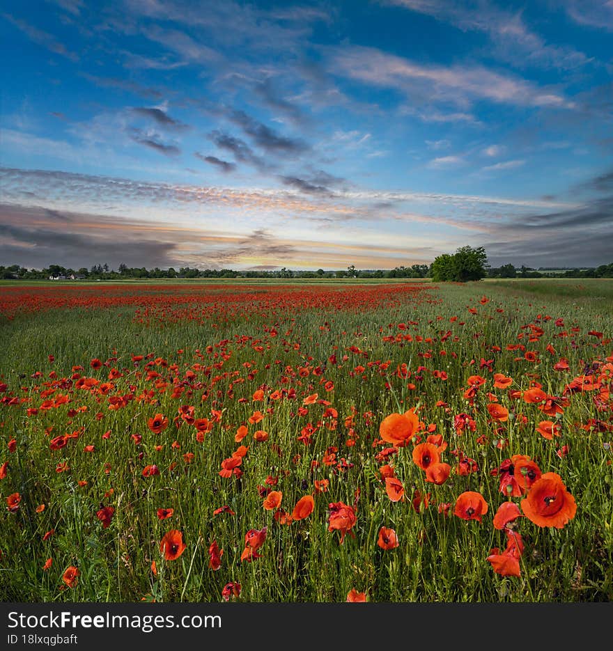 Wheat field and red poppy flowers, Ukraine
