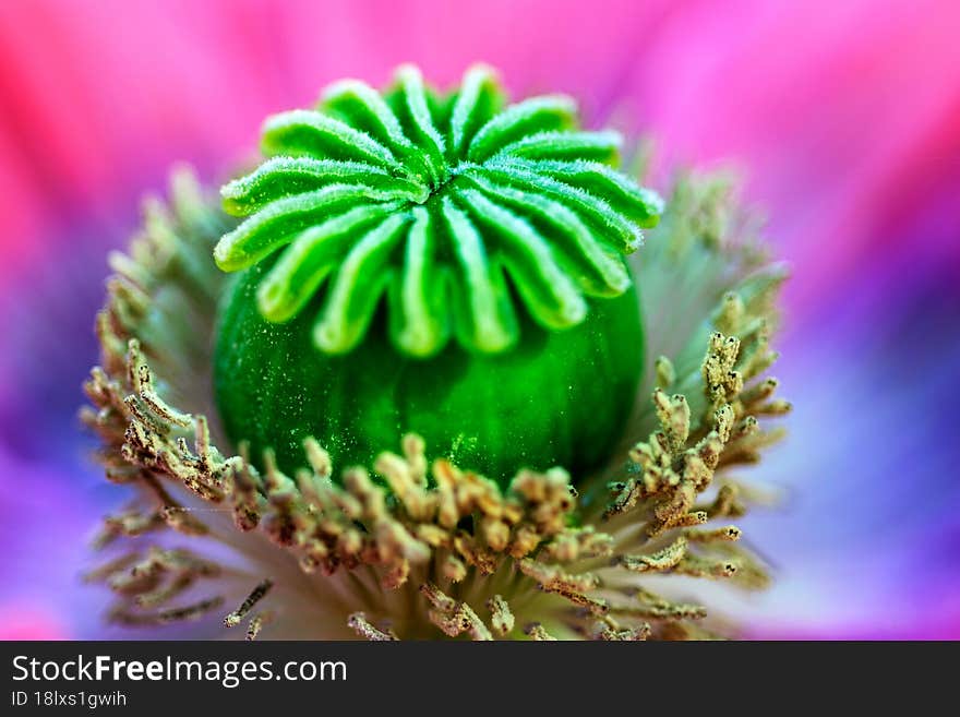 Macro shot of poppy flower, close-up of poppy head, with pollen and immature poppy capsule inside, selective focus