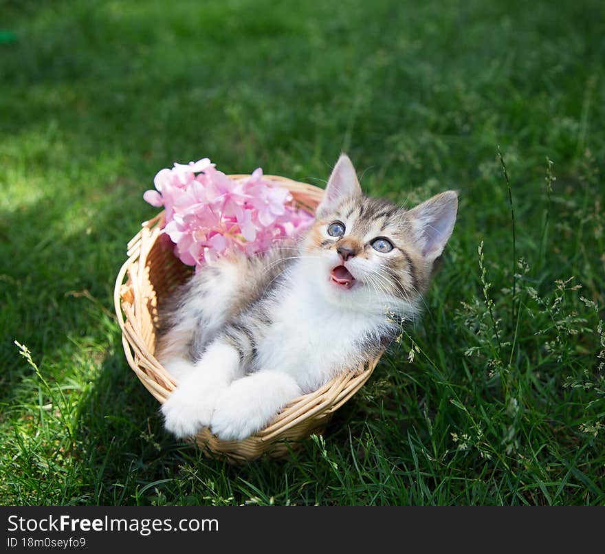 Frightened, surprised, funny kitten lies in a wicker basket standing on a green lawn in the garden. Beloved pet explores the world