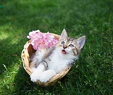 Frightened, Surprised, Funny Kitten Lies In A Wicker Basket Standing On A Green Lawn In The Garden Stock Images