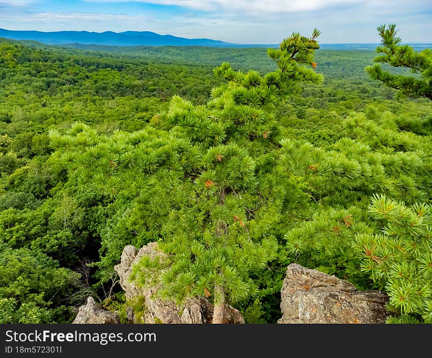 Cedar with green cones on the branches. Nature protection zone near Khabarovsk in the Khekhtsir Nature Reserve. The Snake Hill is