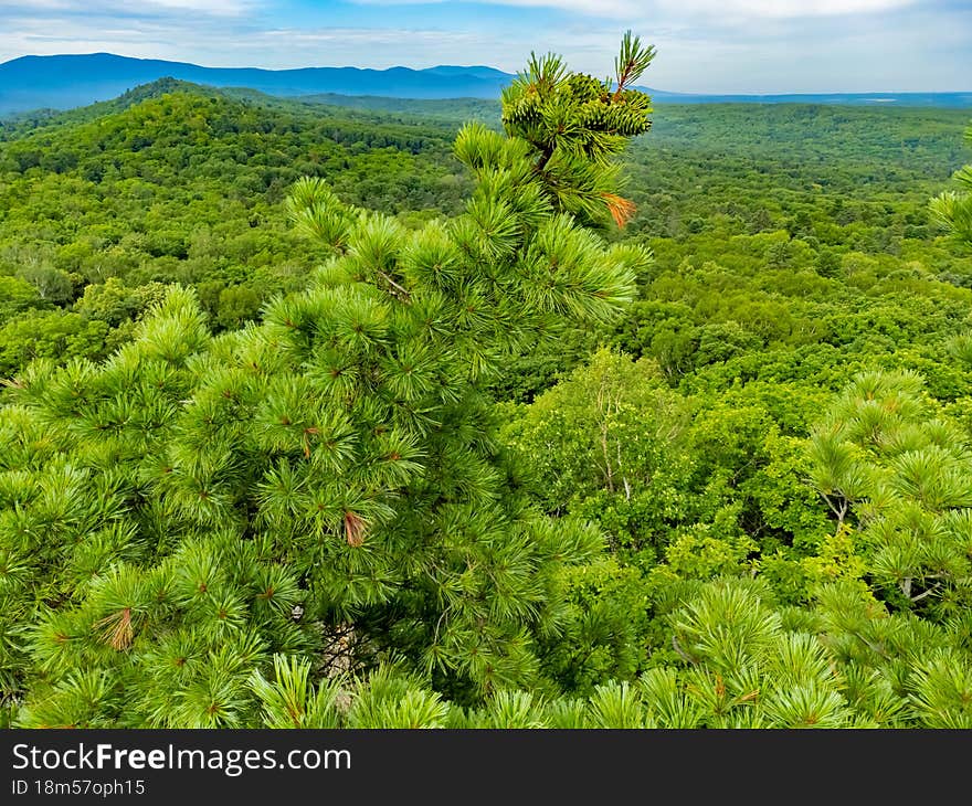 Cedar With Green Cones On The Branches. Nature Protection Zone Near Khabarovsk In The Khekhtsir Nature Reserve. The Snake Hill Is