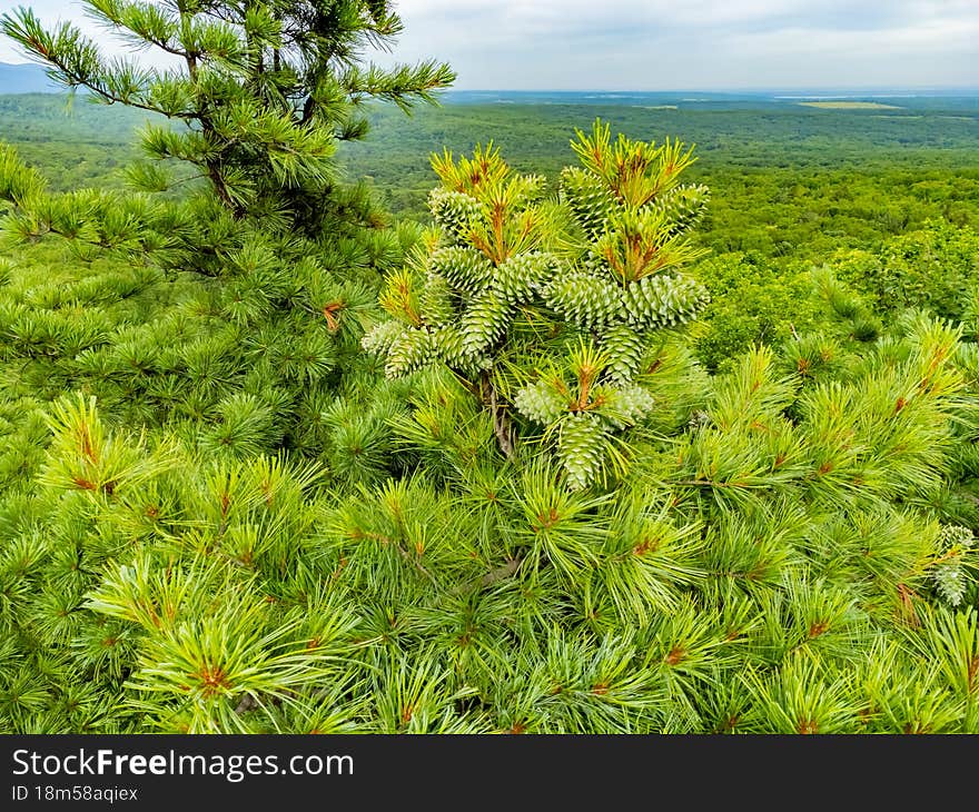 Cedar with green cones on the branches. Nature protection zone near Khabarovsk in the Khekhtsir Nature Reserve. The Snake Hill is a favorite place for tourists to take pictures. The photo was taken from a drone.