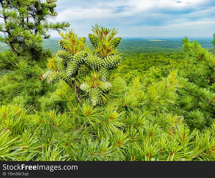 Cedar with green cones on the branches. Nature protection zone near Khabarovsk in the Khekhtsir Nature Reserve. The Snake Hill is