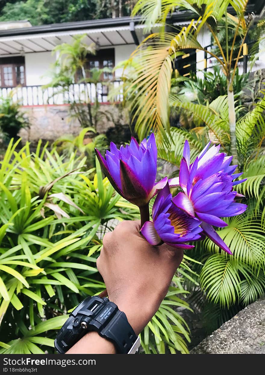 Blue flower in the hand.