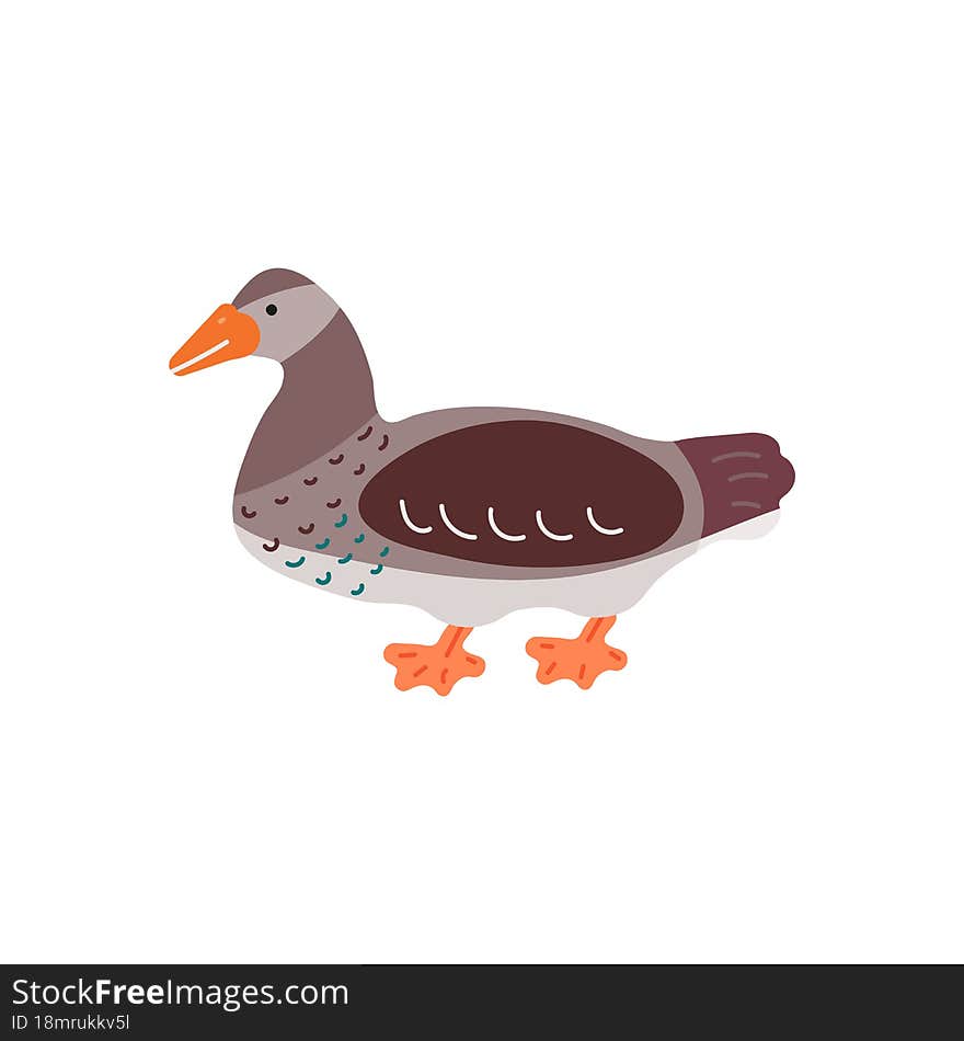 cartoon colorful duck isolated on white background