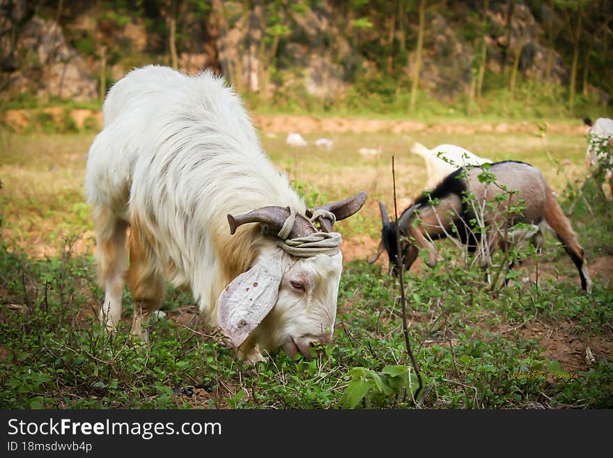 Mountain goats in Ninh Binh Vietnam