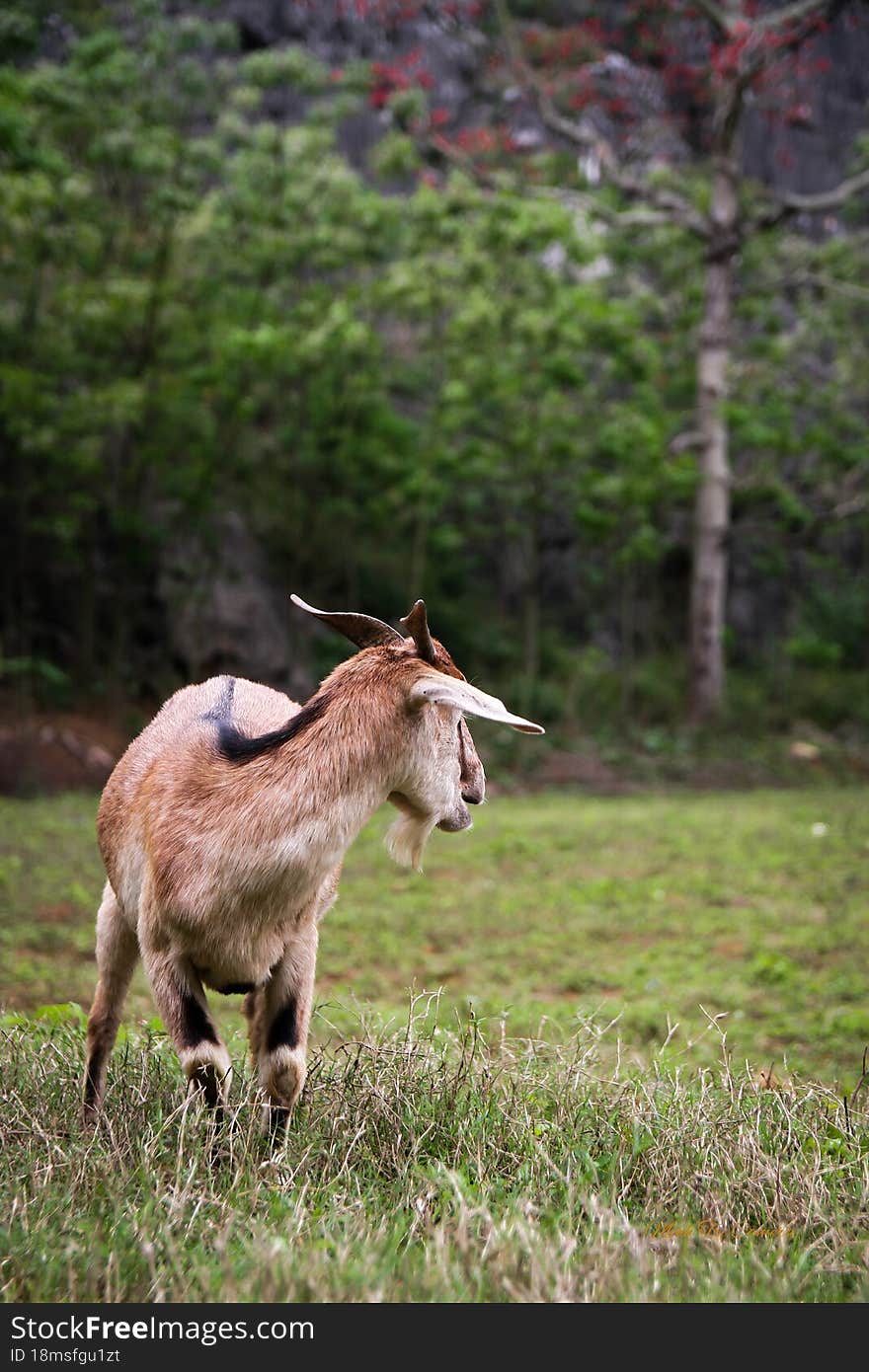 Mountain goats in Ninh Binh Vietnam