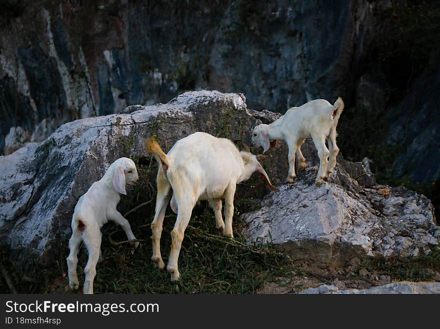 Mountain goats in Ninh Binh Vietnam