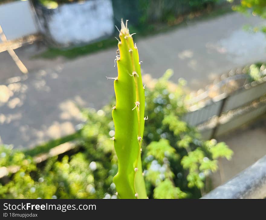 plant of dragon fruit which is very tasty