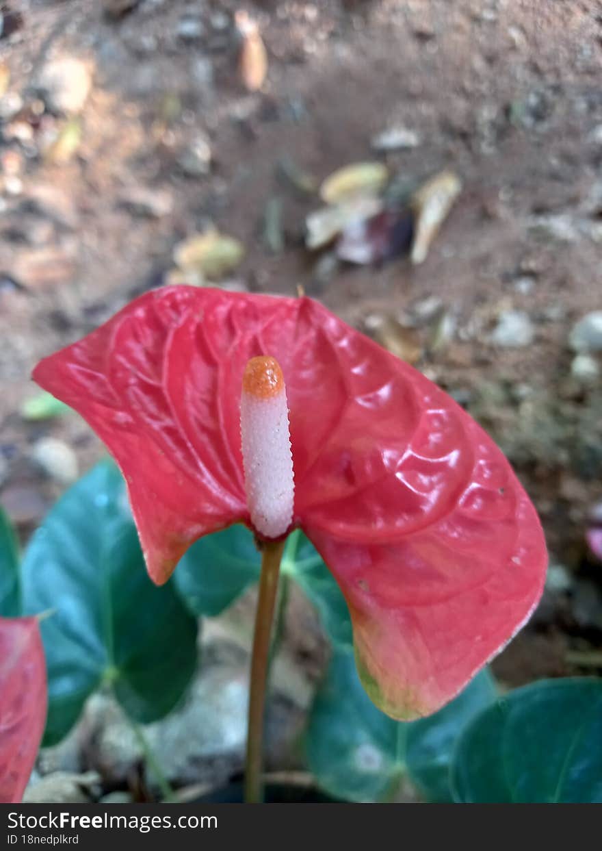 flower of Anthuriyam at warakapola sri lanka