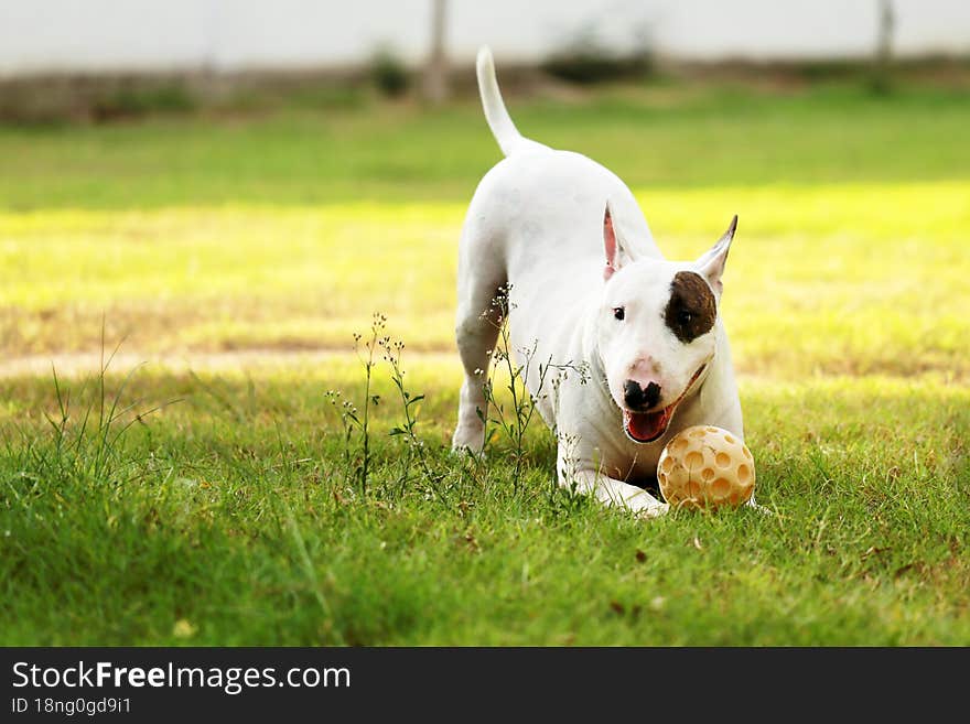 Bull terrier dog  playing with ball.