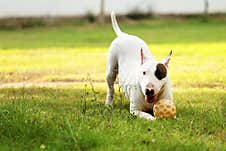 Bull Terrier Dog  Playing With Ball. Royalty Free Stock Photos