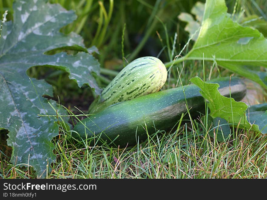 Zucchini grown in a private garden ready for your table, agriculture, hobby