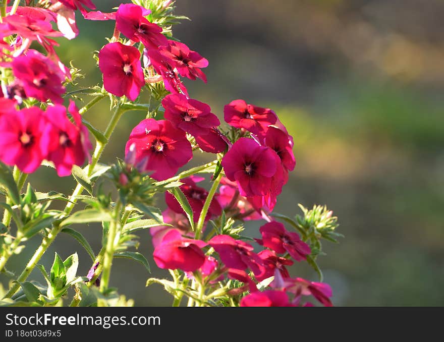 Flowers Grow In The Garden