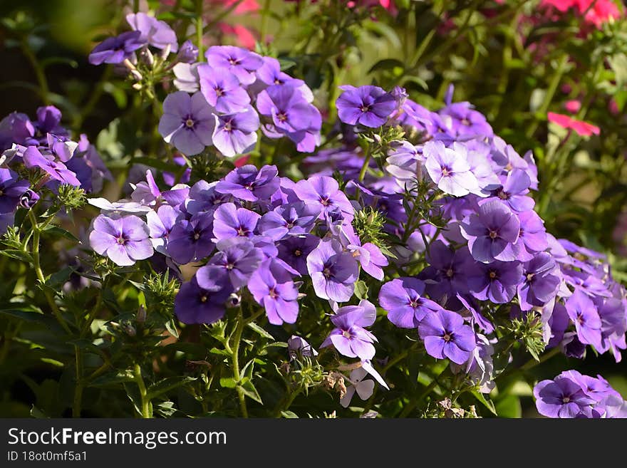 Beautiful Flowers Grow In The Summer