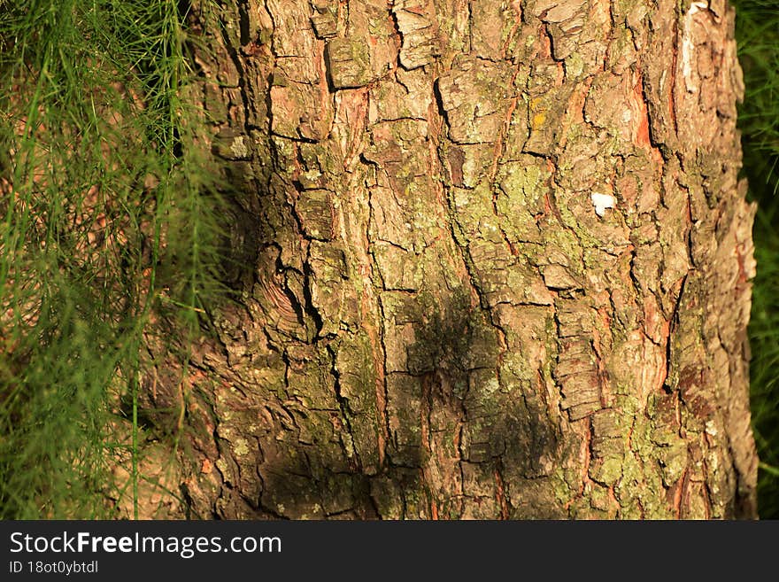 Beautiful Tree Bark And Green Grass