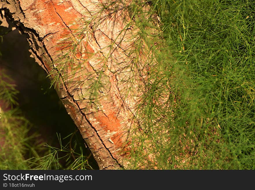 beautiful tree bark and green grass