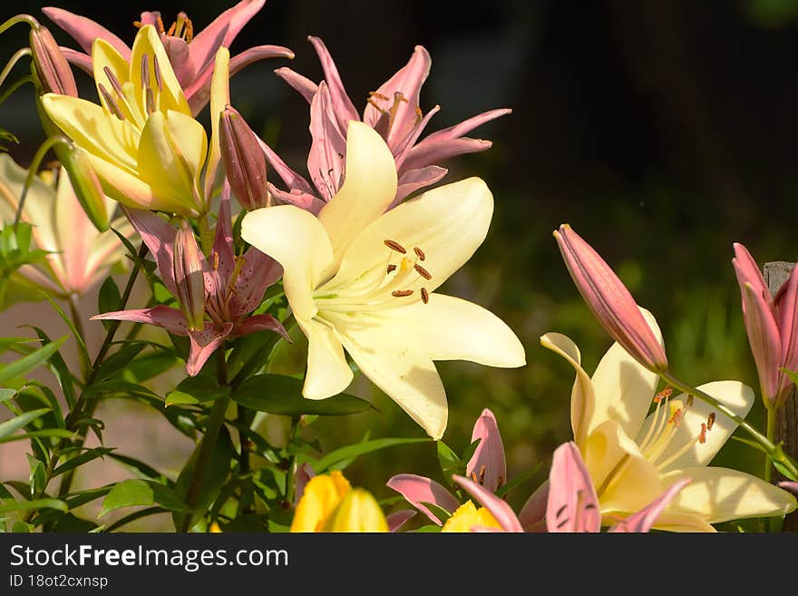 beautiful lilies grow in summer